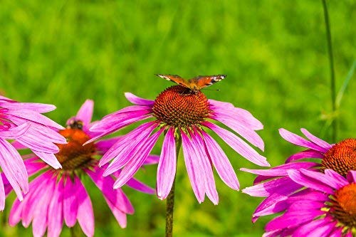 frontal mezcla echinacea super immune cedar bear