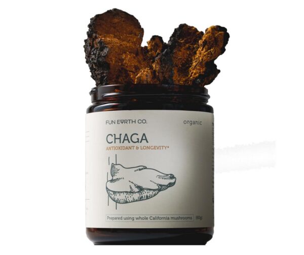 Chaga polvo listo para mezclar