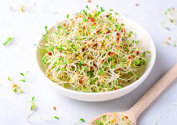 Germinación de Semillas Orgánicas de Alfalfa