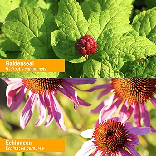 Gota líquida orgánica para salud del sistema inmunológico