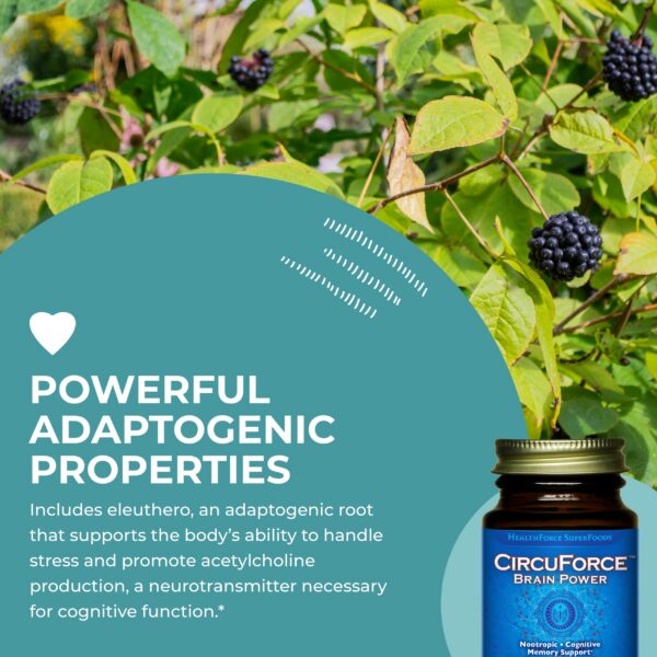 Instrucciones uso CircuForce Brain Power HEALTHFORCE SUPERFOODS