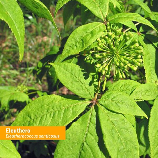 Herb Pharm extracto líquido Eleuthero 1oz certificado orgánico