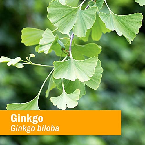 Version 1.0.0 Herb Pharm Ginkgo biloba extracto líquido memoria y circulación saludable