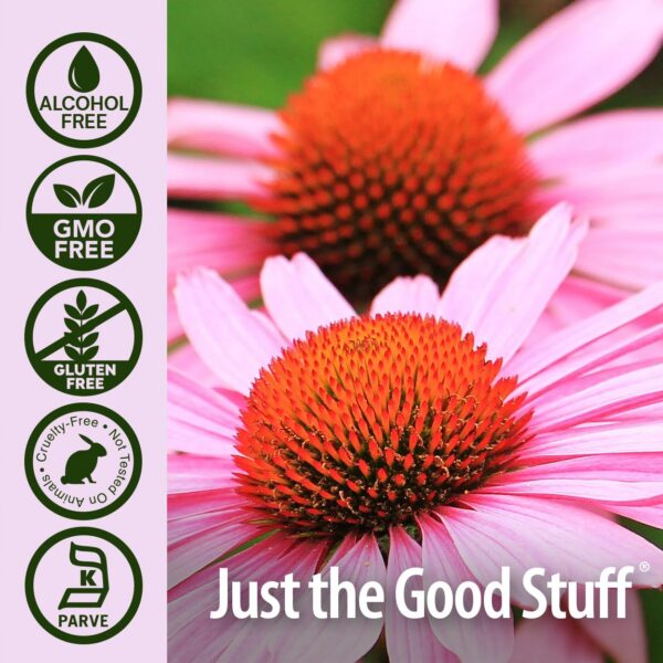 Hierba echinacea extracto concentrado 1000 mg