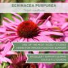 Hierba orgánica Echinacea Purpurea certificada USDA
