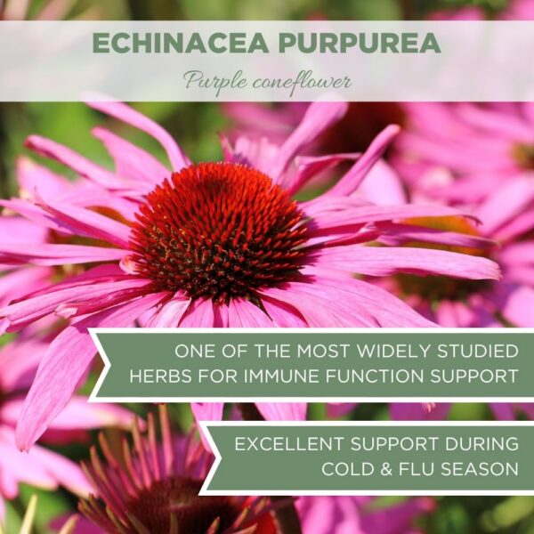 Hierba orgánica Echinacea Purpurea certificada USDA