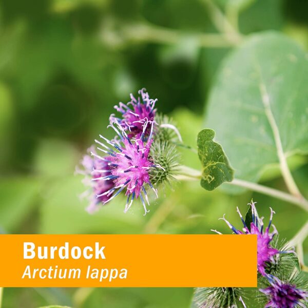 Hierbas orgánicas certificadas fórmula de salud para la piel