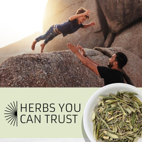 Hojas de olivo secas Evergreen Herbs calidad premium y naturales