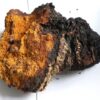 Hongo Chaga - Producto natural y orgánico