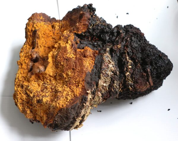 Hongo Chaga - Producto natural y orgánico