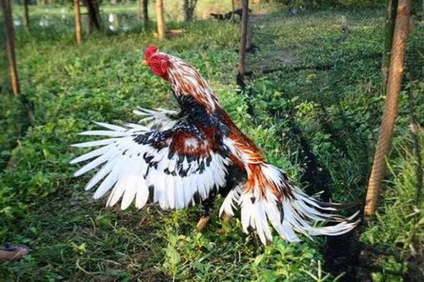 Version 1.0.0 Frente de caja y etiqueta del producto