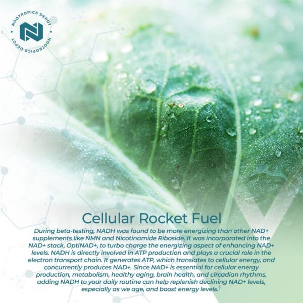 Cápsulas de NADH y Chlorella para salud mental y energía