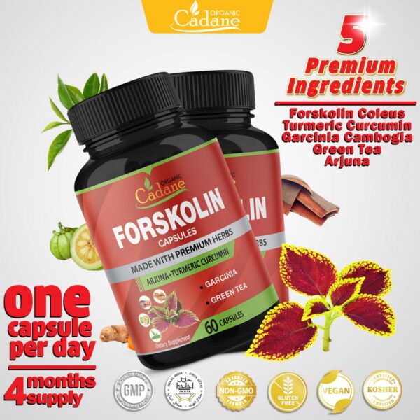 Ingrediente Forskolin concentrado de alta potencia