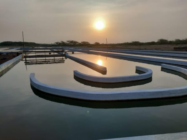 Ingredientes de espirulina orgánica Natural Zing