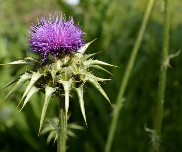 Ingredientes naturales para té limpieza hígado y salud