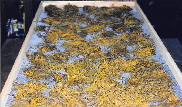 Extracto Maui Medicinal Herbs frasco 1 onza con sabor naranja