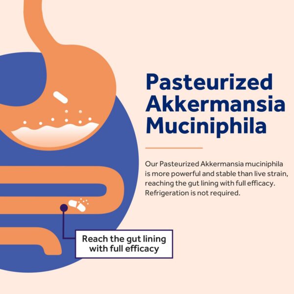 Intestino y sistema inmune saludables con probiótico Akkermansia