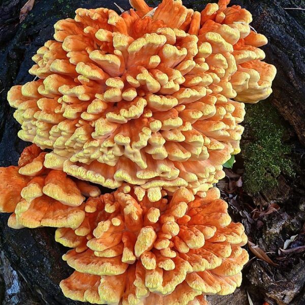Jeringa de hongo pollo bosques para cultivo