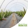 Jugo orgánico de aloe vera Naturae Healthy botella de frente