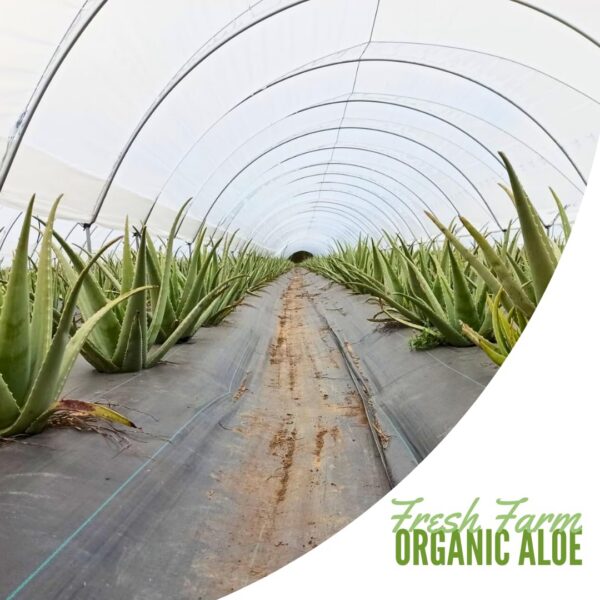 Jugo orgánico de aloe vera Naturae Healthy botella de frente