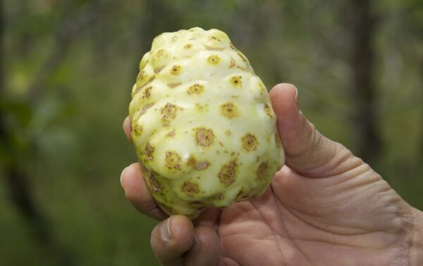 Kanai Farms cápsulas polvo noni virgen orgánico abriendo frasco