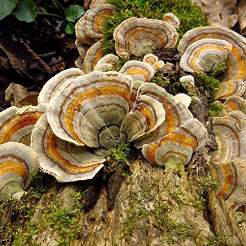 Version 1.0.0 Liquid Fungi jeringa para cultivo eficiente de hongos vivos