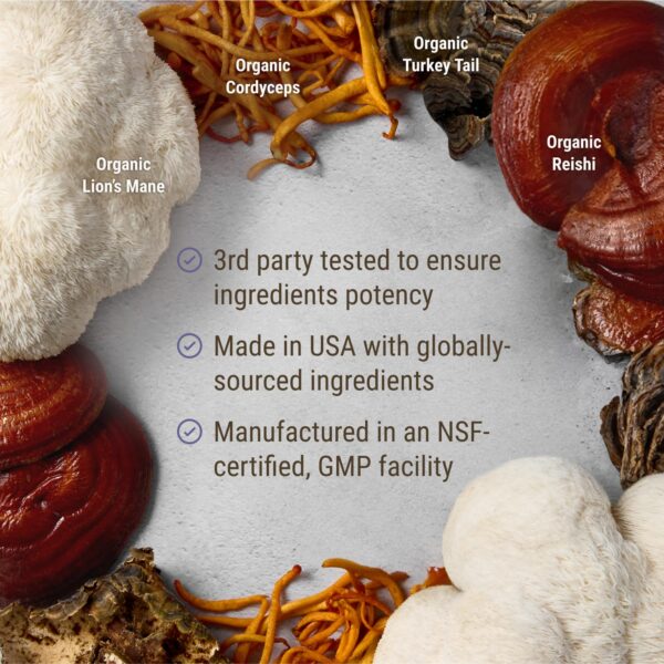 Live Conscious suplemento con hongos funcionales para salud mental