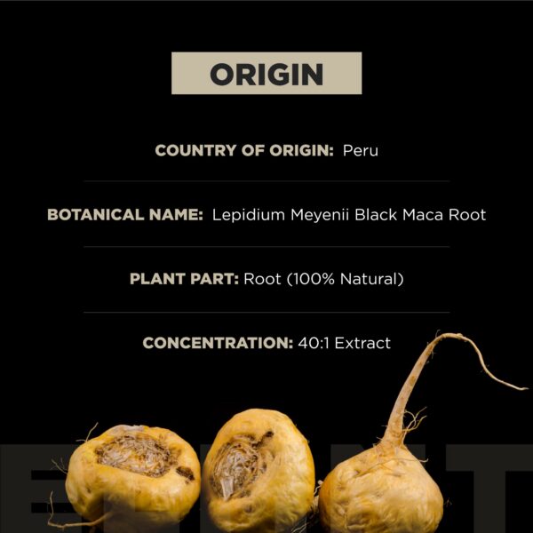 Maca negra 40x extracto con ashwagandha suplemento natural