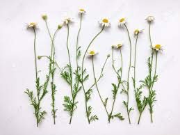 Manzanilla alemana polvo de hierbas medicinales