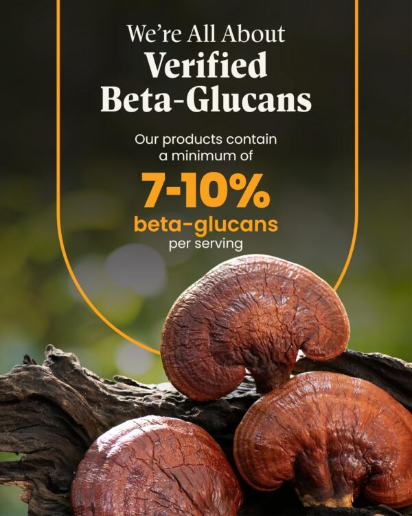 Mezcla de Melena de León con Reishi Mushroom Wellness en uso