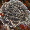 Micelio de hongos ostra en frascos para cultivo libre de contaminantes