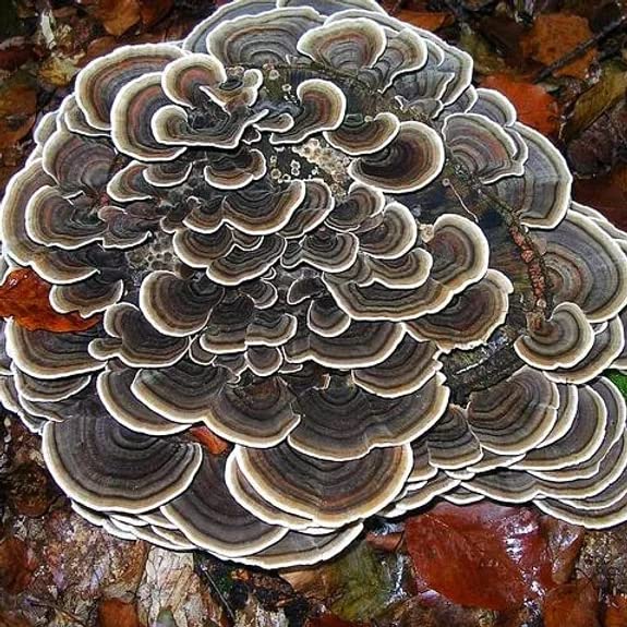 Micelio de hongos ostra en frascos para cultivo libre de contaminantes