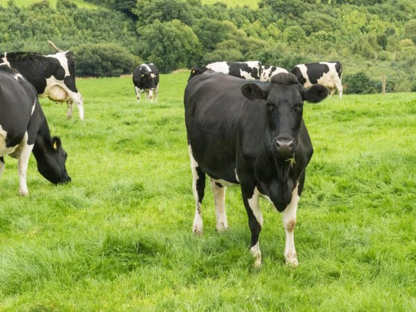 Batido de proteína Momentous