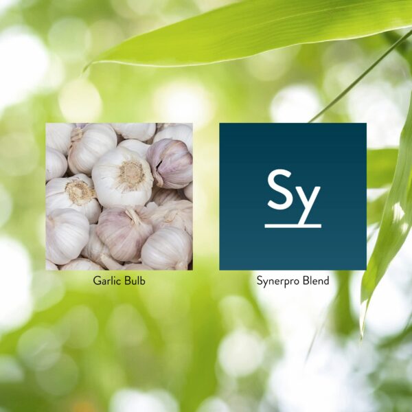 Nature's Sunshine ajo control de olor especial con clorofila