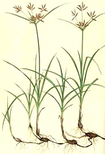 Neotea Korai Kizhangu polvo raíz natural para digestión y salud