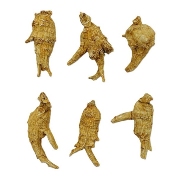 New Green Nutrition ginseng medio redondo calidad A