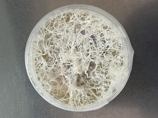 Nuevo lanzamiento de Root Mushroom Farm
