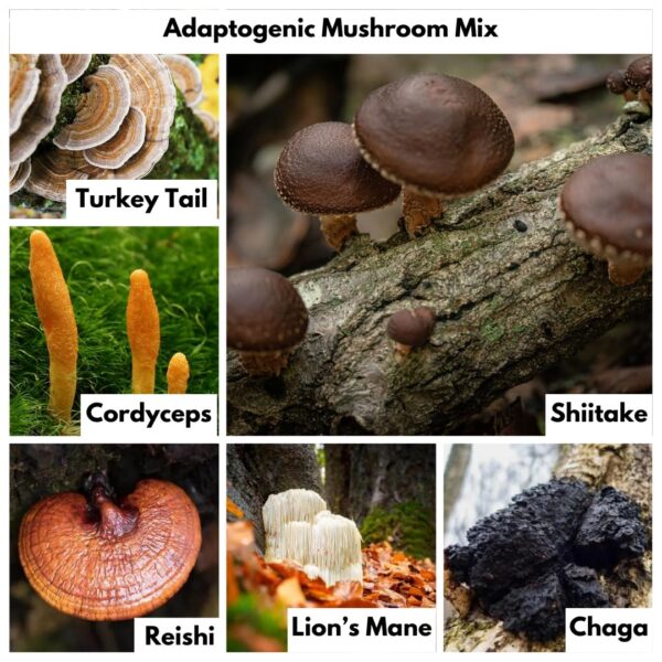 extractos de hongos suplementarios en cápsulas Nutricel Azul de Metileno