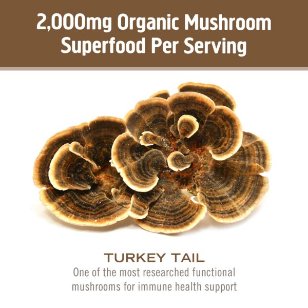 OM Mushroom polvo premium de hongo Turkey Tail apoyo inmunológico