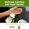 Version 1.0.0 OM Mushroom suplemento Reishi con fibra y prebióticos para salud intestinal
