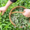 Ortiga silvestre cosechada para té ecológico premium