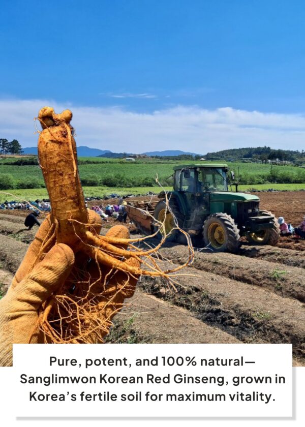 Palitos individuales ginseng rojo Korean Food Sanglimwon