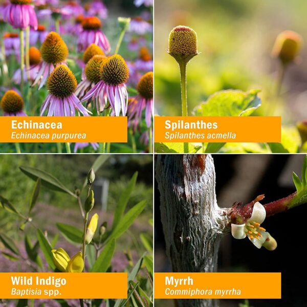 Paquete de 2 frascos Herb Pharm Immunattack líquido herbal