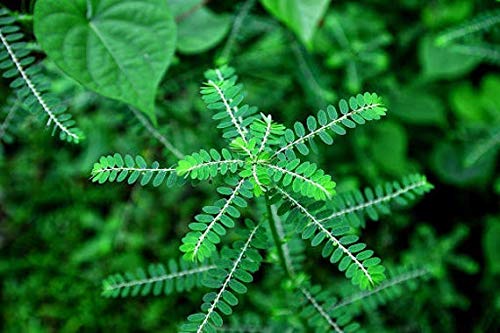 Paquete 3 botellas complejo antioxidante ácido úrico natural