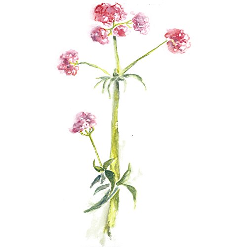 Paquete cápsulas veganas raíz valeriana Maui Medicinal 60 unidades