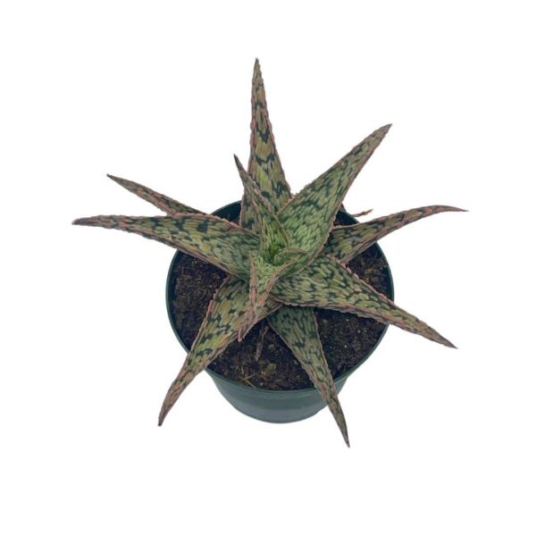 Planta saludable aloe rauhii en maceta para decoración