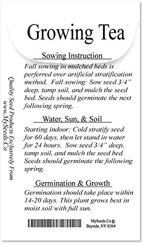 Version 1.0.0 Plantacion de Camellia sinensis arbustos para te