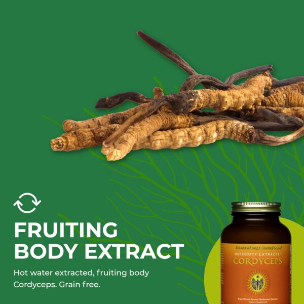 Polvo de Cordyceps para inmunidad