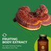 Polvo extracto Reishi 100% funcional certificado HealthForce