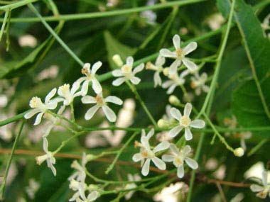 polvo-flor-de-neem-neotea-natural-ayurveda-producto